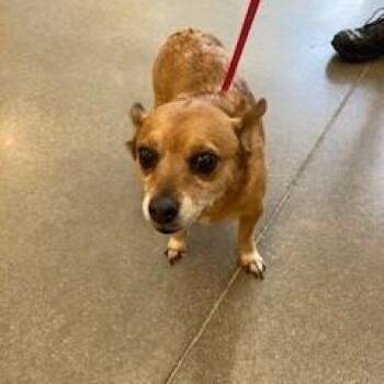 YORK-Stray-16425 -  Mixed Breed Dog for Adoption in York, Pennsylvania - YORK-Stray-16425 | PetCurious