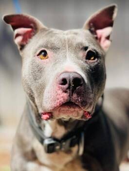 Rescue Only- AC- 5308 "Steve" -  Pit Bull Terrier Dog for Adoption in Conyers, Georgia - Rescue Only- AC- 5308 "Steve" | PetCurious