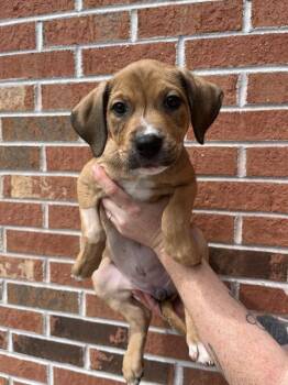 Calypso -  Terrier Dog for Adoption in Candler, North Carolina - Calypso | PetCurious