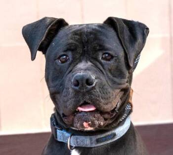 Please foster or adopt me - I am Diesel -  Boxer and American Staffordshire Terrier Dog for Adoption in San Marcos, California - Please Foster Or Adopt Me - I Am Diesel | PetCurious