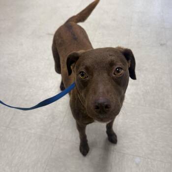 Missy -  Chocolate Labrador Retriever Dog for Adoption in Fort Collins, Colorado - Missy | PetCurious