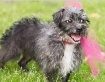 Gracie Lou -  Miniature Poodle and Terrier Dog for Adoption in Kansas City, Missouri - Gracie Lou | PetCurious