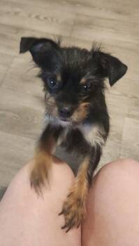 Tittles -  Yorkshire Terrier Dog for Adoption in Syracuse, New York - Tittles | PetCurious