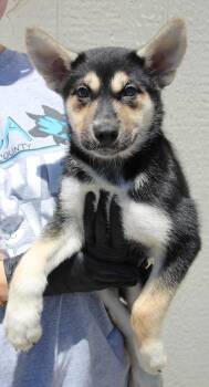 Janine -  Shepherd and Mixed Breed Dog for Adoption in Vacaville, California - Janine | PetCurious