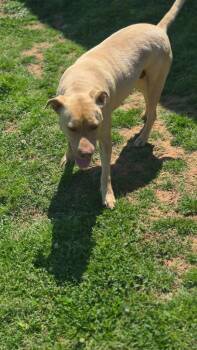 Valerie -  Mixed Breed Dog for Adoption in Taycheedah, Wisconsin - Valerie | PetCurious