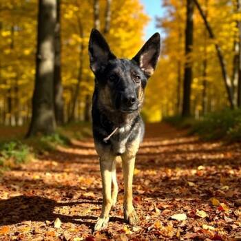 Rescue German Shepherd Dog and Mixed Breed Dogs for Adoption in Cumberland, Maryland - Frostbite | PetCurious