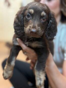 Bentley -  Dachshund and Beagle Dog Available for Adoption in Lovingston, Virginia - Bentley | PetCurious