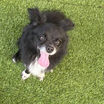 Koda -  Pekingese Dog for Adoption in Anderson, South Carolina - Koda | PetCurious