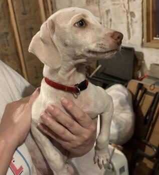 Rescue Yellow Labrador Retriever Dogs for Adoption in San Antonio, Texas - Guero | PetCurious
