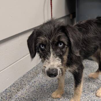 Grizzly -  Mixed Breed Dog for Adoption in Greenville, South Carolina - Grizzly | PetCurious