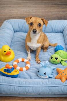 Chihuahua Dogs Available for Adoption - Rico | PetCurious