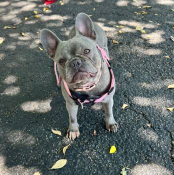 MUNA -  French Bulldog Dog for Adoption in Margate, Florida - MUNA | PetCurious