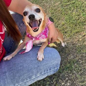 Cinnabum -  Chihuahua Dog for Adoption in Humacao, Humacao - Cinnabum | PetCurious