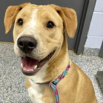 Bo 26-0490 -  Mixed Breed Dog for Adoption in Yanceyville, North Carolina - Bo 26-0490 | PetCurious