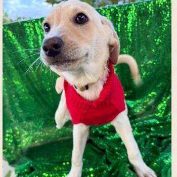 Vicky -  Yellow Labrador Retriever Dog for Adoption in Englewood, Florida - Vicky | PetCurious