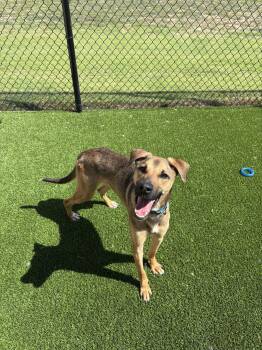 Rescue German Shepherd Dog Dogs for Adoption in Sachse, Texas - Lucas | PetCurious