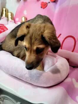 Mixed Breed Dogs Available for Adoption - Bear | PetCurious