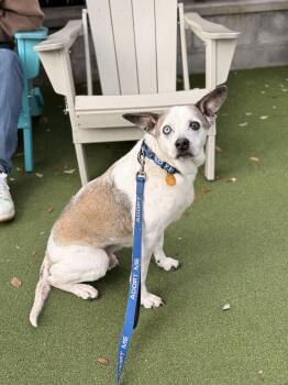 Siberian Husky and Terrier Dogs Available for Adoption in Charleston, South Carolina - Jack | PetCurious