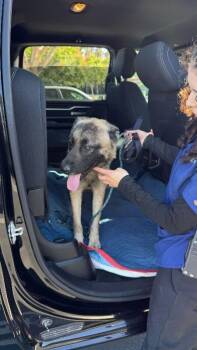 German Shepherd Dog Dogs Available for Adoption in Manhattan Beach, California - Jax | PetCurious