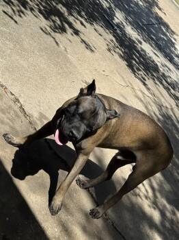 WOODY -  Cane Corso Dog for Adoption in Rowlett, Texas - WOODY | PetCurious