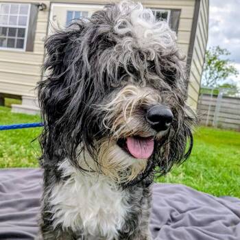 Australian Shepherd and Poodle Dogs Available for Adoption in Houston, Texas - Talladega | PetCurious