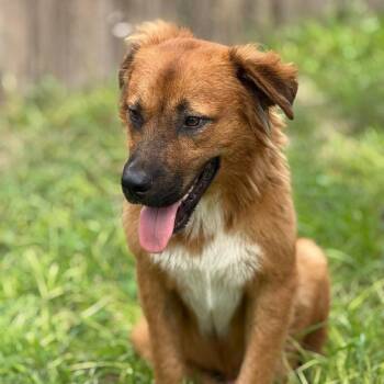 Golden Retriever and Shepherd Dogs Available for Adoption in Plainfield, Connecticut - Benji | PetCurious