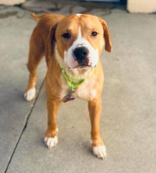 Champ -  Mixed Breed Dog for Adoption in West Chester, Pennsylvania - Champ | PetCurious