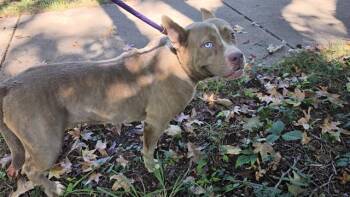 DUG -  Pit Bull Terrier Dog for Adoption in Charlotte, North Carolina - DUG | PetCurious