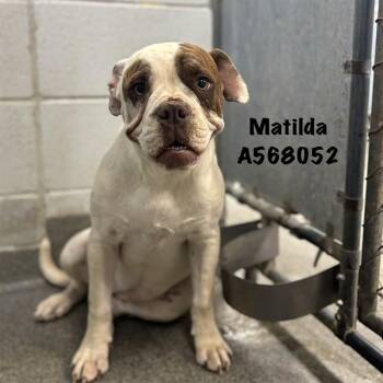 American Bulldog Dogs Available for Adoption - MATILDA | PetCurious