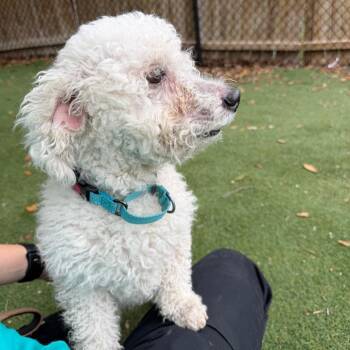 Bichon Frise Dogs Available for Adoption in Lakeland, Florida - Hiro | PetCurious