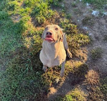 Rescue Weimaraner Dogs for Adoption in Lisle, Ontario - Molly | PetCurious