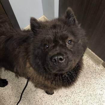 Soot Sprite -  Chow Chow and Mixed Breed Dog for Adoption in Oak Park, Illinois - Soot Sprite | PetCurious