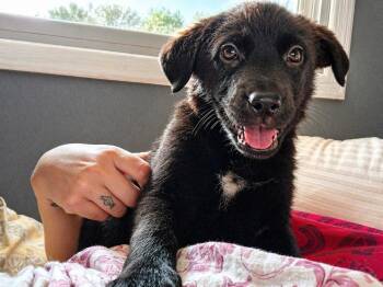 Mixed Breed Dogs Available for Adoption in Kenosha, Wisconsin - Ursula | PetCurious