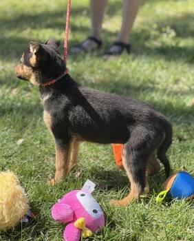 Shepherd Dogs Available for Adoption in Locust Fork, Alabama - Emerald | PetCurious