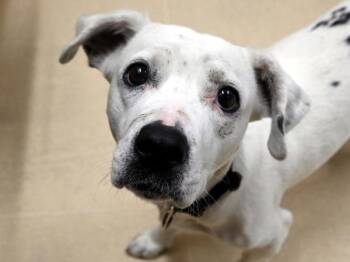 Snowy -  Pit Bull Terrier and Dachshund Dog for Adoption in Portland, Oregon - Snowy | PetCurious