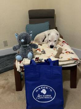 Casper -  Dogo Argentino Dog for Adoption in Springville, New York - Casper | PetCurious