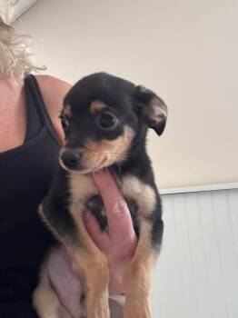 Chihuahua Dogs Available for Adoption in Aurora, Indiana - Cruz | PetCurious