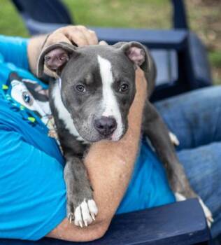 Flubber -  Mixed Breed Dog for Adoption in Chamblee, Georgia - Flubber | PetCurious