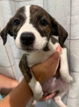 Ripple -  Labrador Retriever and Mixed Breed Dog for Adoption in Morristown, New Jersey - Ripple | PetCurious