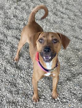 Dachshund and Chihuahua Dogs Available for Adoption in Lacon, Illinois - Maxie | PetCurious