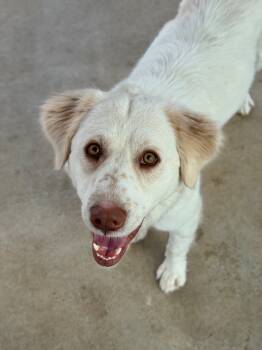 Rescue Great Pyrenees and Anatolian Shepherd Dogs for Adoption in Canyon Lake, Texas - Mae | PetCurious