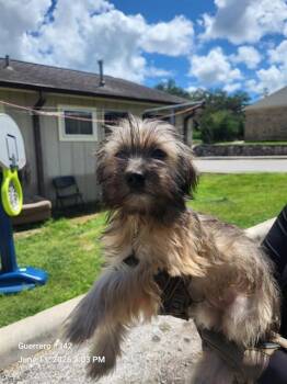 FLUFFERS 2 -  Maltese Dog for Adoption in San Antonio, Texas - FLUFFERS 2 | PetCurious