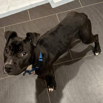 Mixed Breed Dogs Available for Adoption in Madison, Wisconsin - Domino | PetCurious