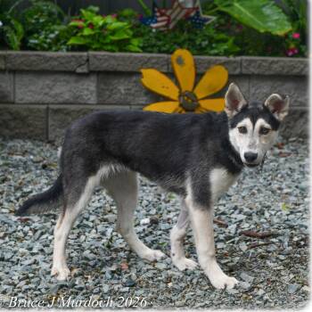 Husky Dogs Available for Adoption in Wake Forest, North Carolina - Ambrosia | PetCurious
