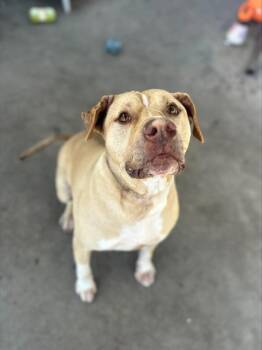 Pit Bull Terrier Dogs Available for Adoption in Chula Vista, California - PANCHITO | PetCurious