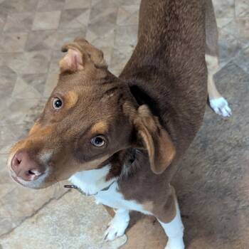 Rescue Australian Shepherd and Border Collie Dogs for Adoption in Nashville, Tennessee - Julien | PetCurious