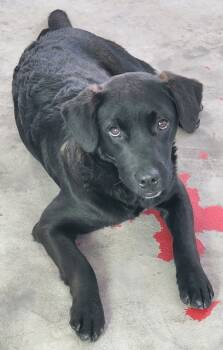 Rescue Australian Cattle Dog Blue Heeler and Labrador Retriever Dogs for Adoption in Fort Lupton, Colorado - Rockii | PetCurious