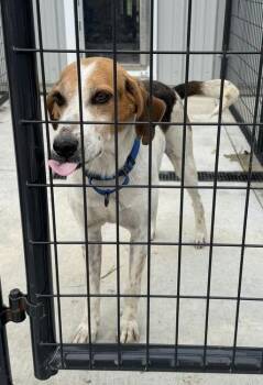 Ralph -  American Foxhound Dog for Adoption in Tulsa, Oklahoma - Ralph | PetCurious