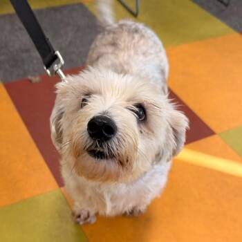 Bash -  Mixed Breed Dog for Adoption in Philadelphia, Pennsylvania - Bash | PetCurious