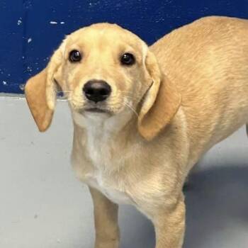 Yukon -  Mixed Breed Dog for Adoption in Yaphank, New York - Yukon | PetCurious